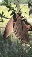 Citheronia sepulcralis