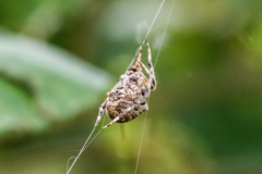 Araneus angulatus