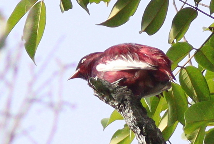 Pompadour Cotinga (Xipholena punicea), photo 2