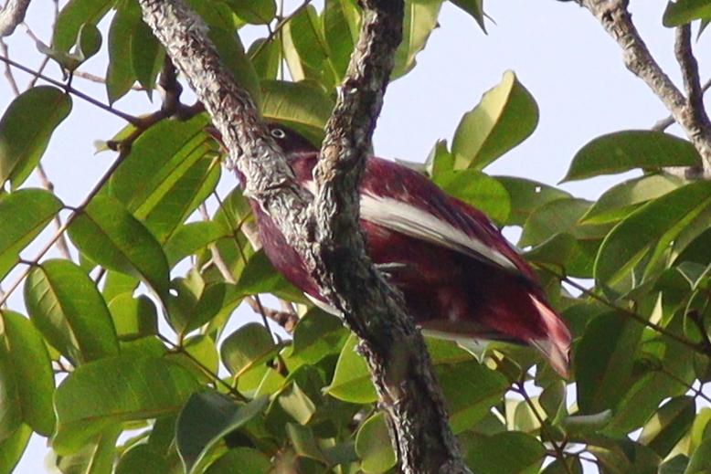 Pompadour Cotinga (Xipholena punicea), photo 7