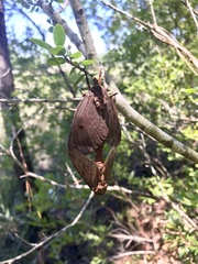 Citheronia sepulcralis