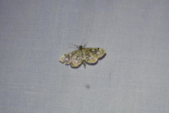 Anania coronata