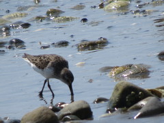 Calidris pusilla