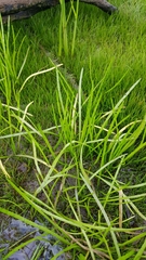 Lilaeopsis occidentalis