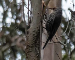 Climacteris erythrops