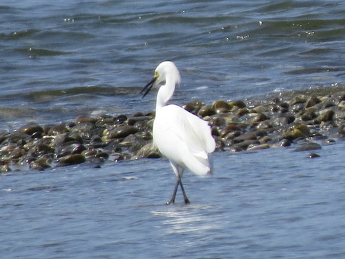 Snowy Egret photographed in Connecticut