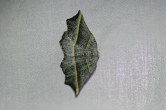 Metanema determinata