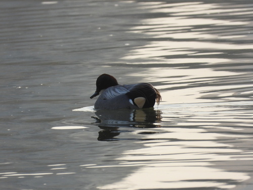 Falcated Duck