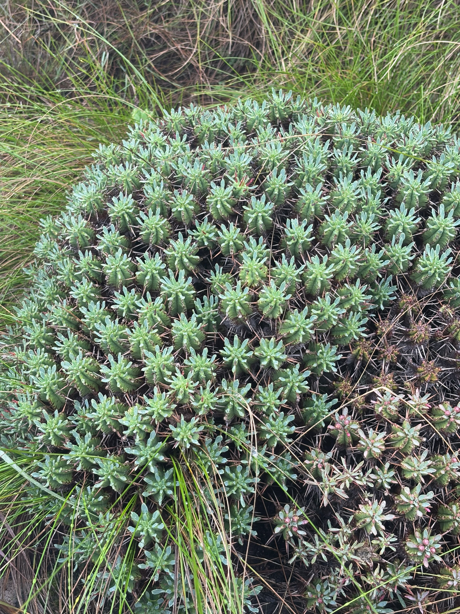 Imagem de Colchão-de-sogra
