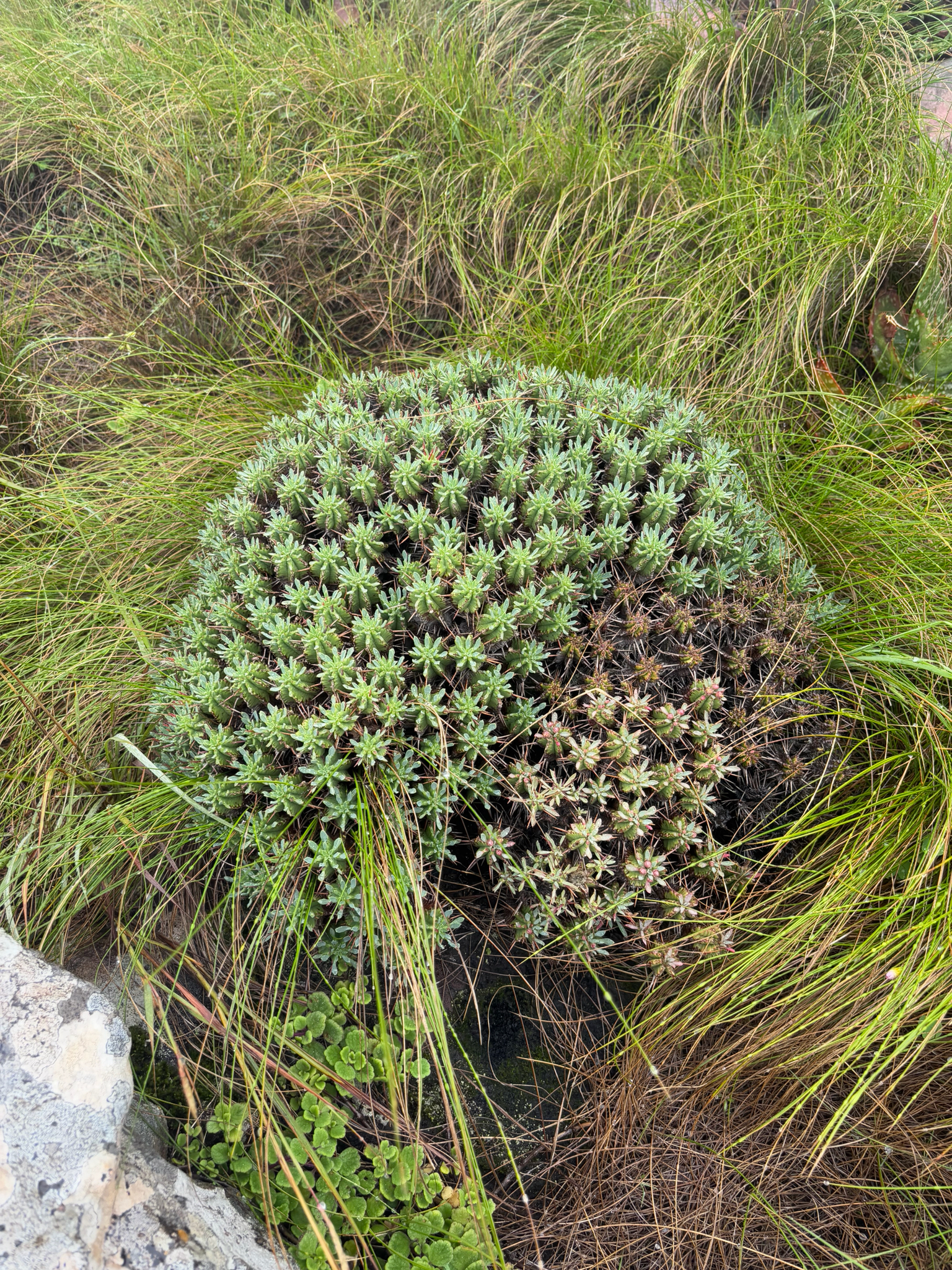 Imagem de Colchão-de-sogra