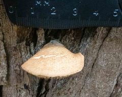 Crepidotus eucalyptorum