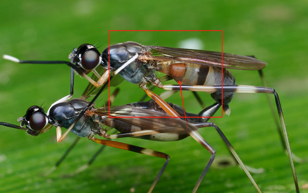 Split Winged Insect Winged and Once-winged Insects from 中国云南省西双版纳傣族自治州勐腊县勐仑镇中国科学院西双版纳热带植物园 ...