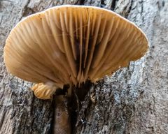 Crepidotus eucalyptorum