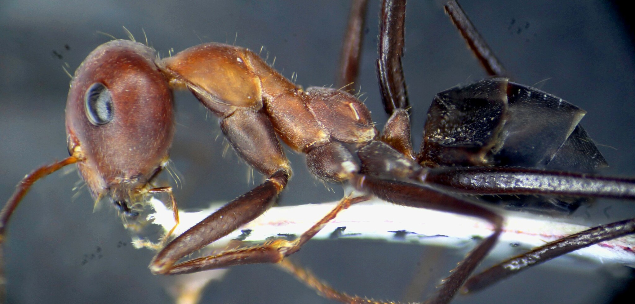 Cataglyphis bucharica