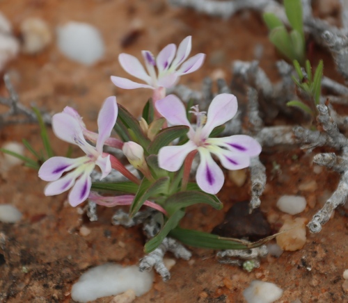 Short Pyramid Kabong (Lapeirousia angustifolia)