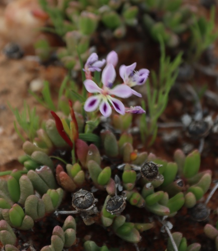 Image of Lapeirousia angustifolia by (c) Tony Rebelo, some rights reserved (CC BY-SA)