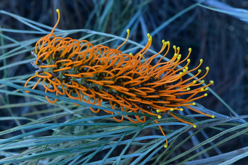 Darwin Silky Oak