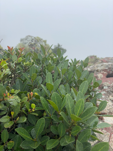 Foto de Gameleira