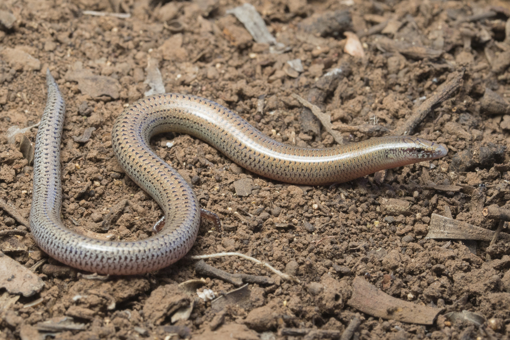 Eastern Robust Slider