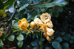 Senna latifolia