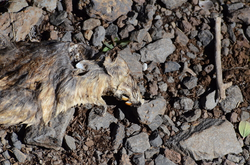 Rattus rattus observed 2025-01-21