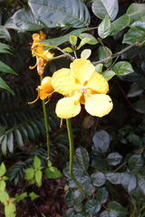 Senna latifolia