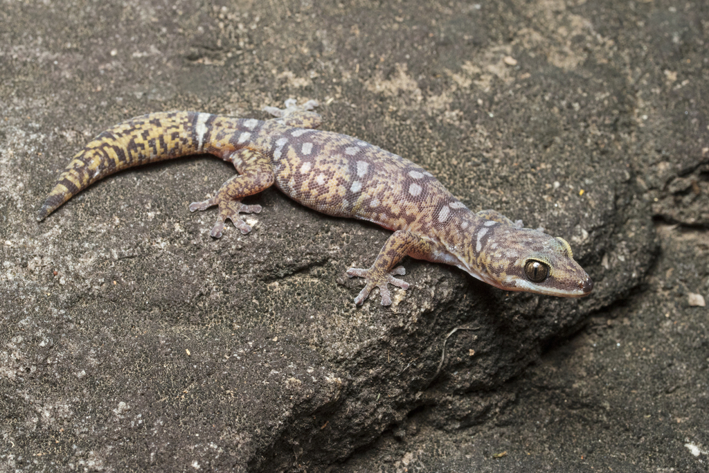 Ornate Velvet Gecko
