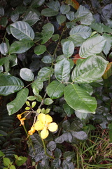 Senna latifolia