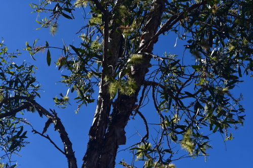 fibrebark