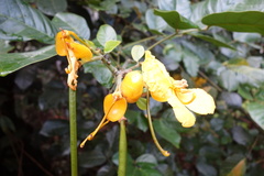 Senna latifolia
