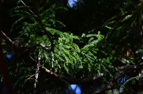 Cryptomeria japonica observed 2025-01-21