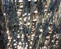 Marasmiellus affixus