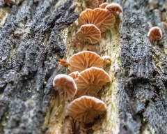 Marasmiellus affixus