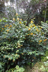 Senna latifolia