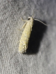 Pelochrista comatulana