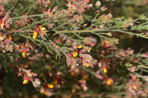 Jacksonia odontoclada