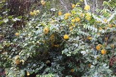 Senna latifolia