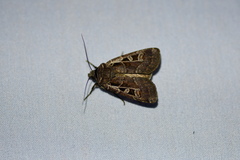 Euxoa divergens
