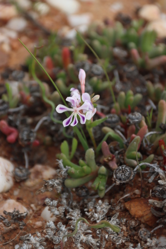 Image of Lapeirousia angustifolia by (c) Tony Rebelo, some rights reserved (CC BY-SA)