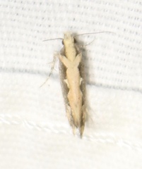 Ornativalva erubescens
