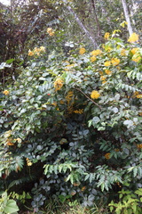 Senna latifolia