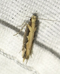 Ornativalva erubescens