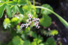 Micranthes nelsoniana