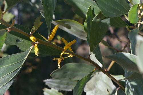 candelabra wattle