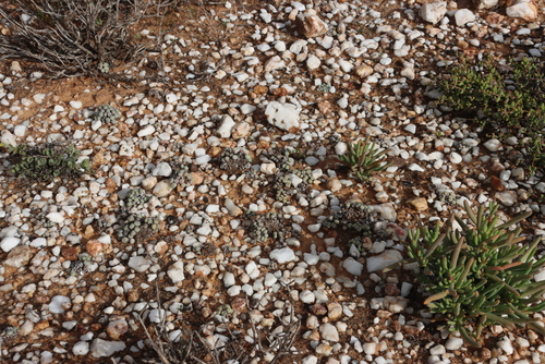 Conophytum minutum