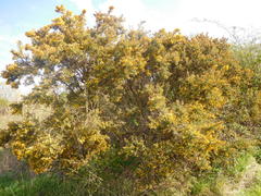 Ulex europaeus
