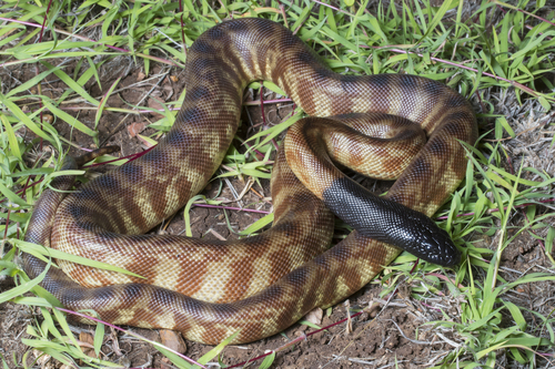 Black-headed Python sighting