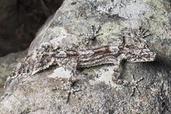 Rough-Throated Leaf-Tail Gecko photo 3