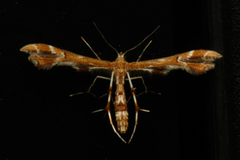Geina periscelidactylus