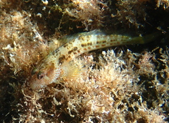 False Tasmanian Blenny photo 3